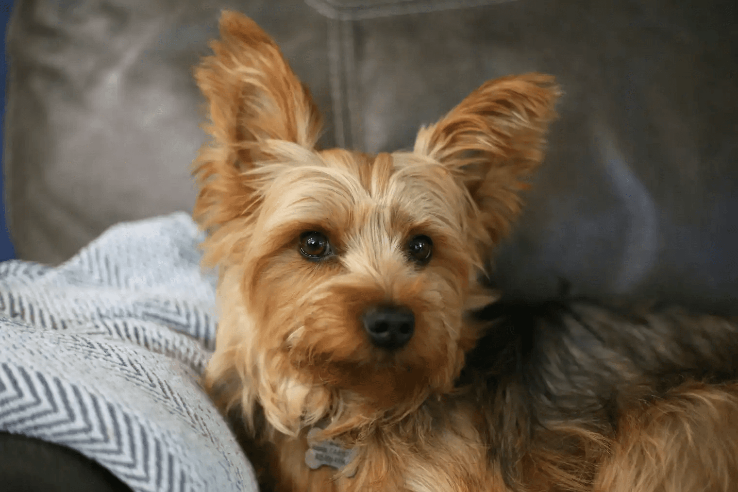 A guide to hypoallergenic dog breeds